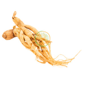 Panax ginseng