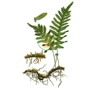 Polypodium vulgare