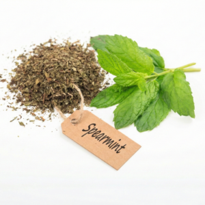 Mentha spicata