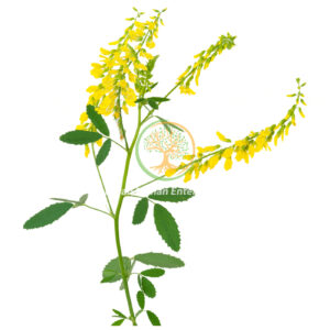 Melilotus officinalis