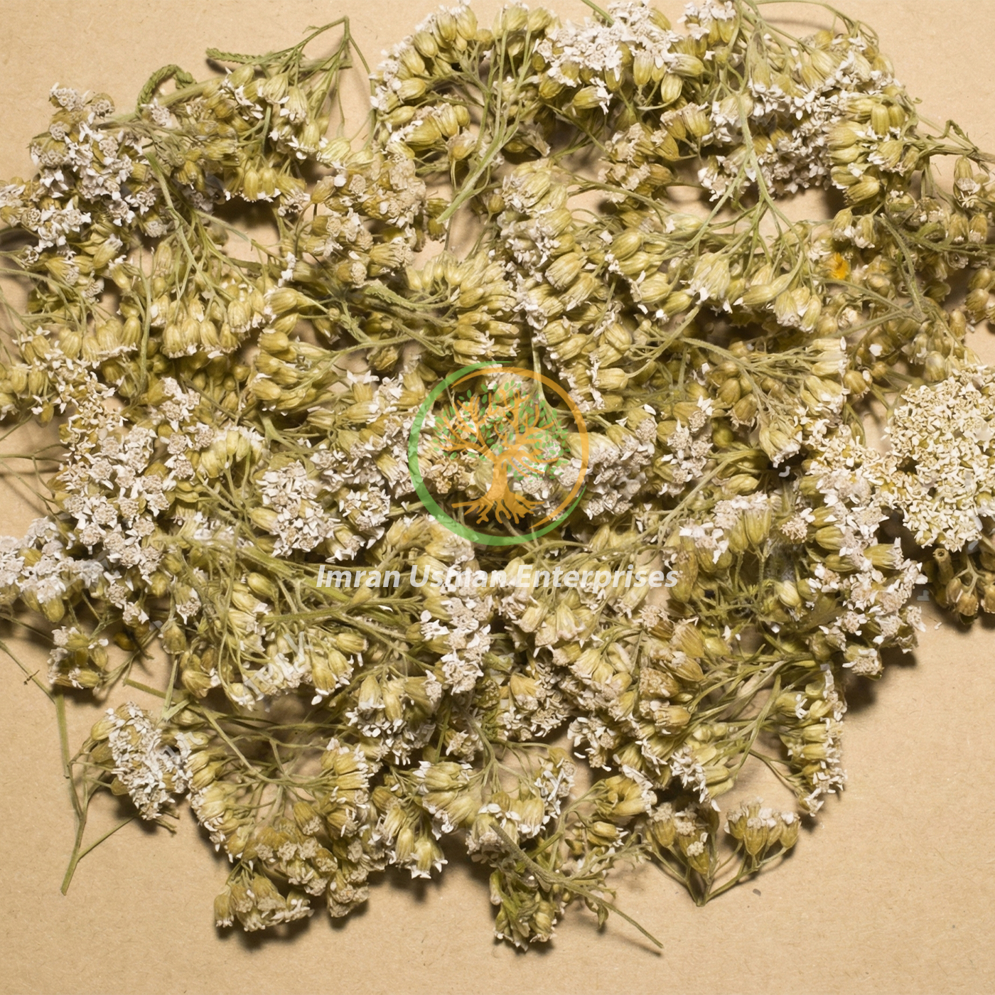 Achillea millefolium